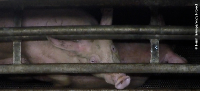 A frightened pig looking up through the bars of a metal cage, being lowered into a gas chamber.