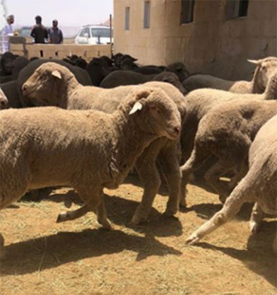 Australian sheep outside of supply chains in Oman