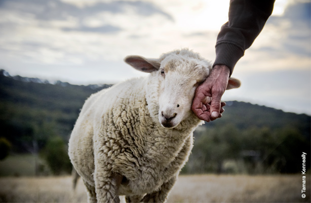 A sheep in a field leaning in and resting his head on the hand of an older gentleman.