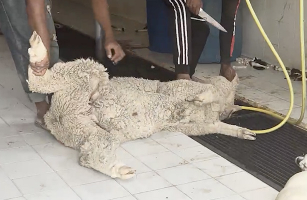 A sheep lying over a drain with a slaughterman about to cut her throat with a knife.