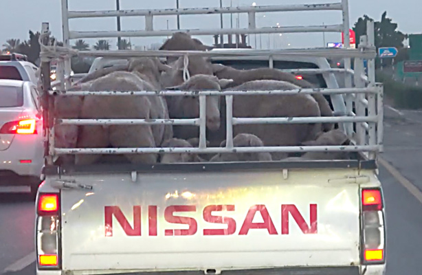 Australian sheep standing in the back of a ute as it travels along a highway in Oman.
