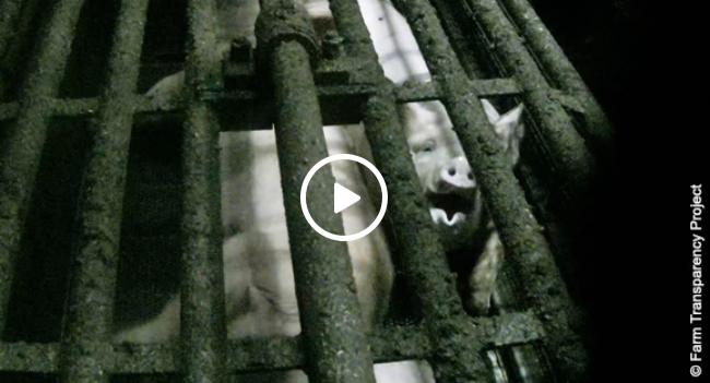 A frightened pig gasping for air in a cage as she suffocates inside a gas chamber in an Australian slaughterhouse.